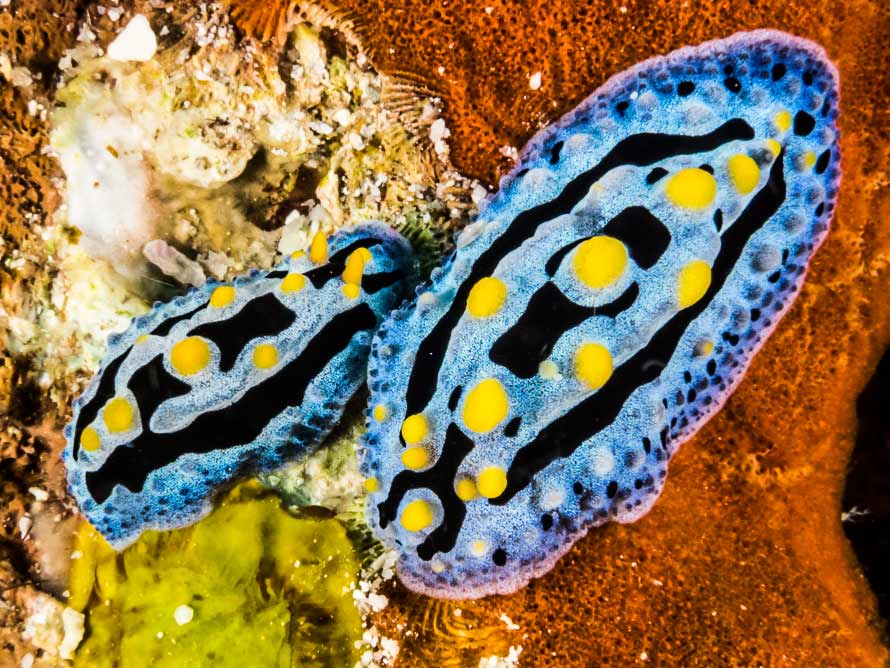 Phyllidia coelestis